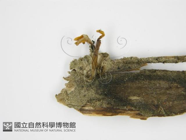 登錄號:F0010260藏品圖，第3張
