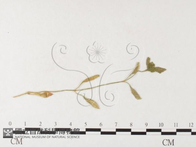 登錄號:F0026260藏品圖，第1張