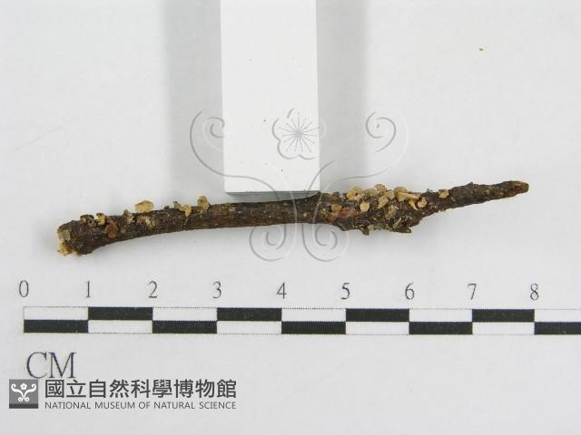 登錄號:F0011260藏品圖，第3張