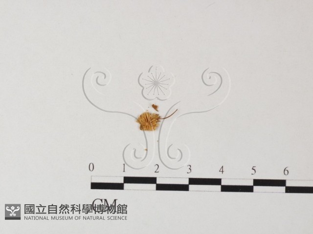 登錄號:F0014260藏品圖，第3張