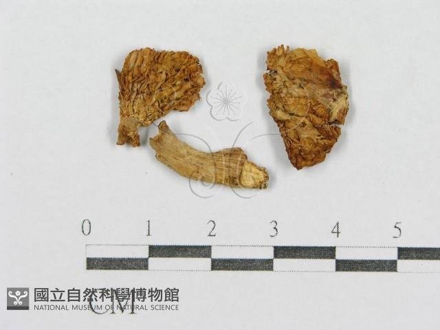 紅菇屬藏品圖，第3張