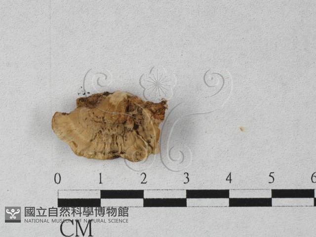 登錄號:F0027260藏品圖，第3張