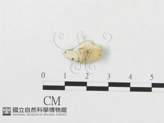 登錄號:F0007260藏品圖，第3張