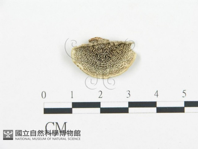 登錄號:F0017260藏品圖，第1張