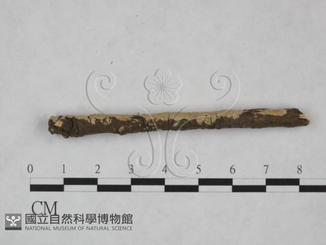 射脈菌屬藏品圖，第3張