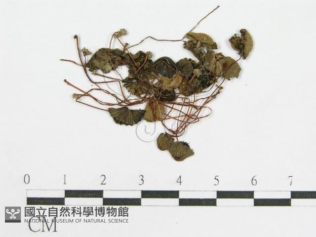 登錄號:F0005260藏品圖，第3張