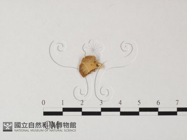 登錄號:F0003260藏品圖，第3張
