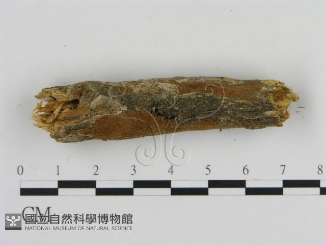 刺革菌屬藏品圖，第3張