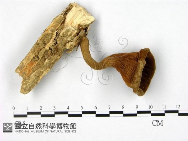 登錄號:F0010860藏品圖，第3張