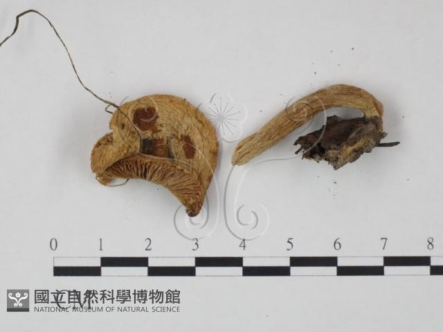 乳菇屬藏品圖，第3張