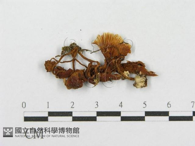 登錄號:F0001860藏品圖，第3張