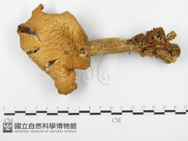 登錄號:F0004860藏品圖，第3張