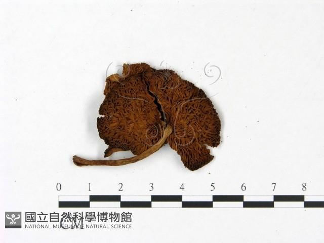 登錄號:F0022860藏品圖，第3張