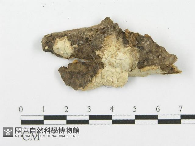 登錄號:F0007860藏品圖，第3張