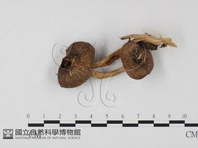 登錄號:F0025860藏品圖，第3張