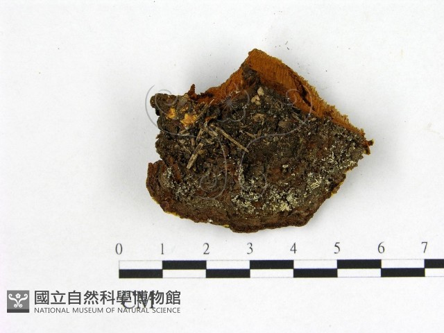 登錄號:F0005860藏品圖，第3張