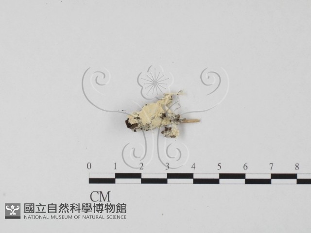 登錄號:F0023860藏品圖，第3張