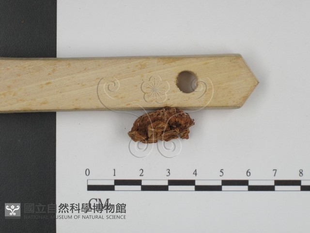 登錄號:F0003860藏品圖，第3張