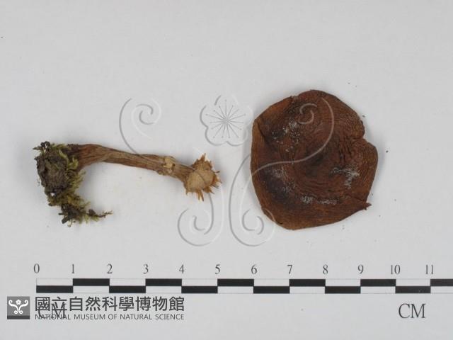 登錄號:F0021960藏品圖，第3張