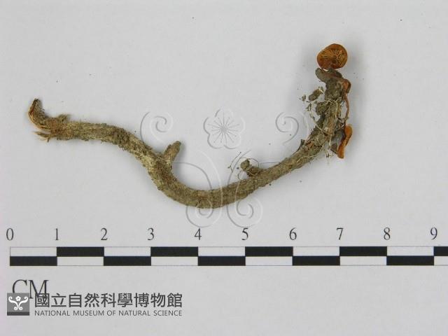 小皮傘屬藏品圖，第3張