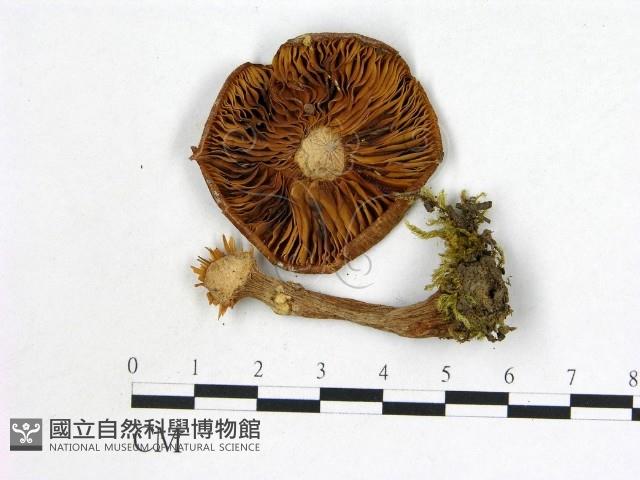 微皮傘屬藏品圖，第3張