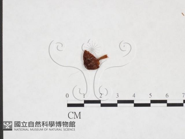 登錄號:F0025960藏品圖，第3張