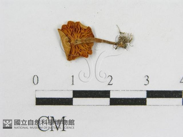 登錄號:F0015960藏品圖，第3張