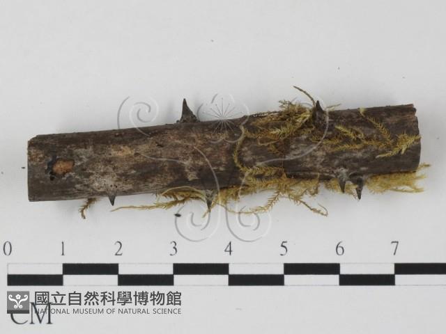 登錄號:F0019960藏品圖，第3張
