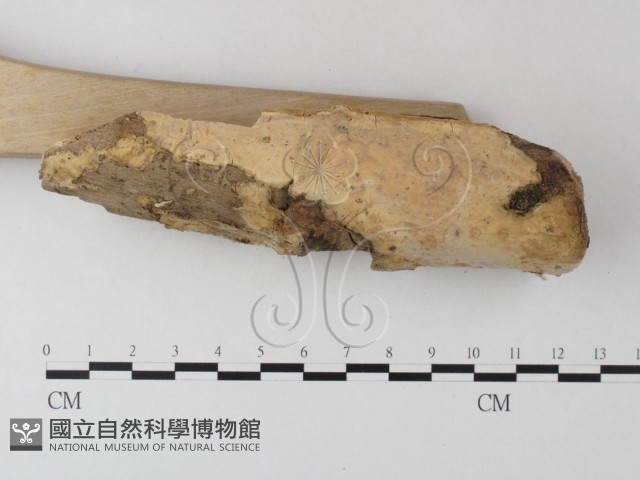 登錄號:F0023960藏品圖，第3張