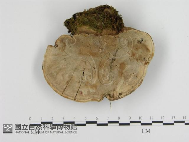 登錄號:F0003960藏品圖，第3張