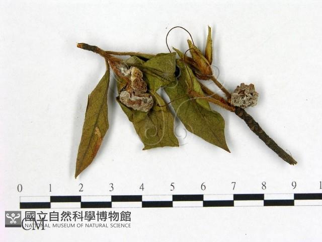 登錄號:F0020660藏品圖，第3張
