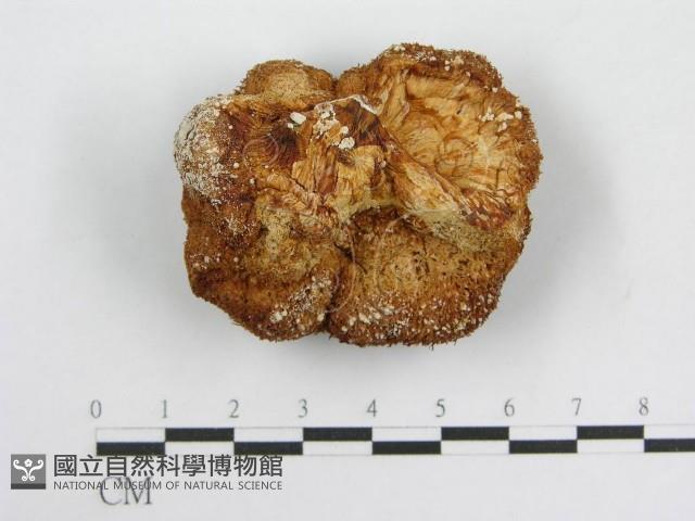 登錄號:F0000660藏品圖，第4張