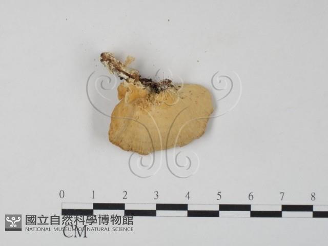 登錄號:F0006660藏品圖，第3張