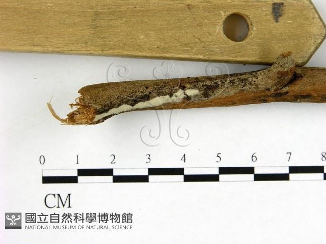 冇骨消絲齒菌藏品圖，第3張