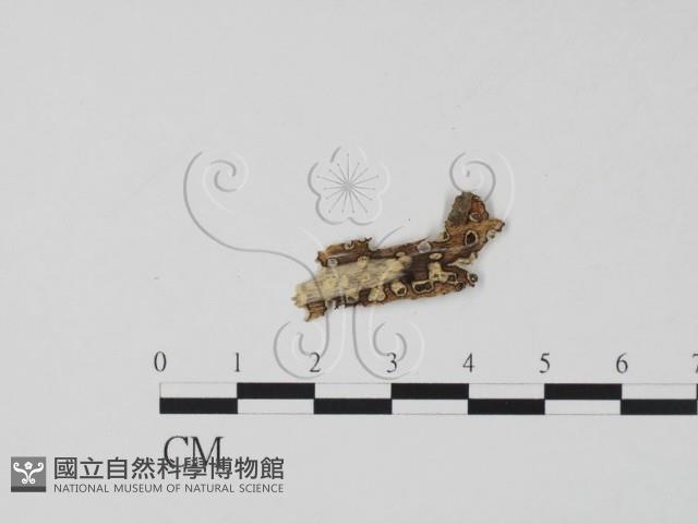 登錄號:F0011660藏品圖，第3張