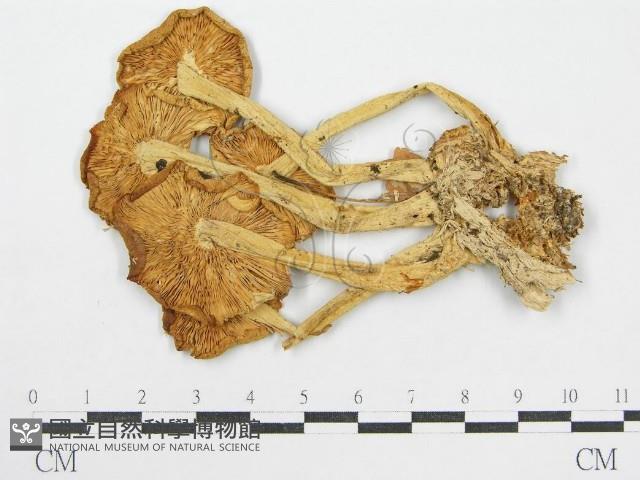 登錄號:F0004660藏品圖，第3張