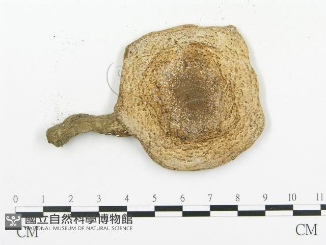 傘菌屬藏品圖，第3張