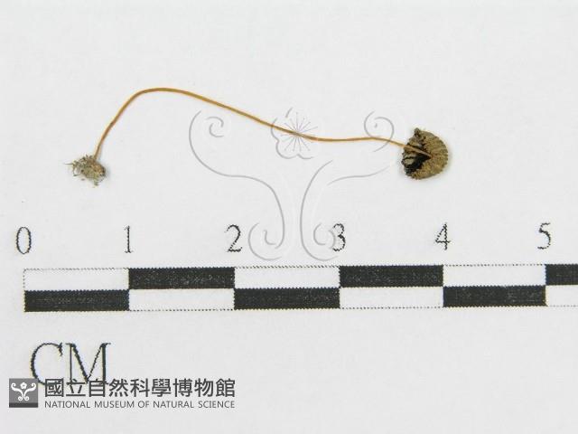 登錄號:F0012660藏品圖，第3張