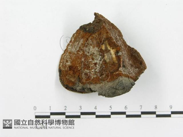 登錄號:F0017660藏品圖，第1張
