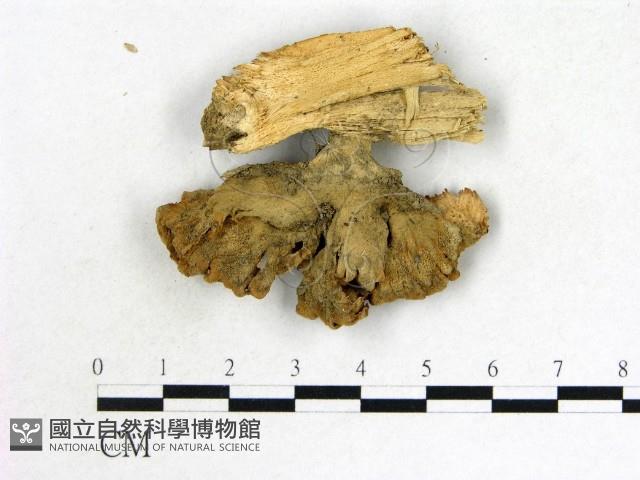 優雅波邊革菌藏品圖，第3張