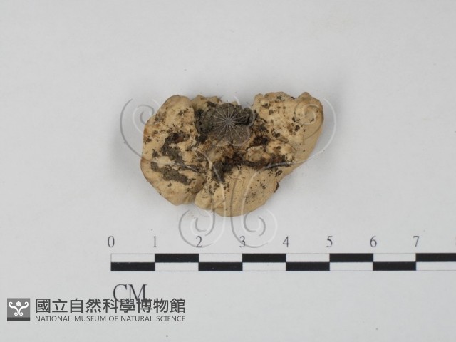 栓菌屬藏品圖，第3張
