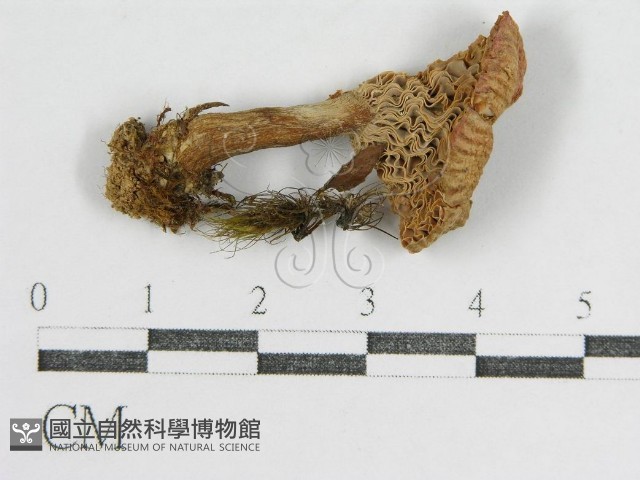 登錄號:F0009660藏品圖，第3張