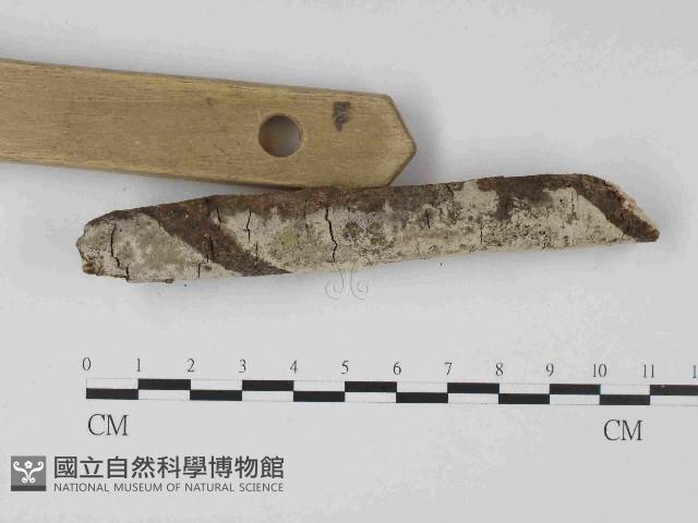 剛毛絲皮菌藏品圖，第3張