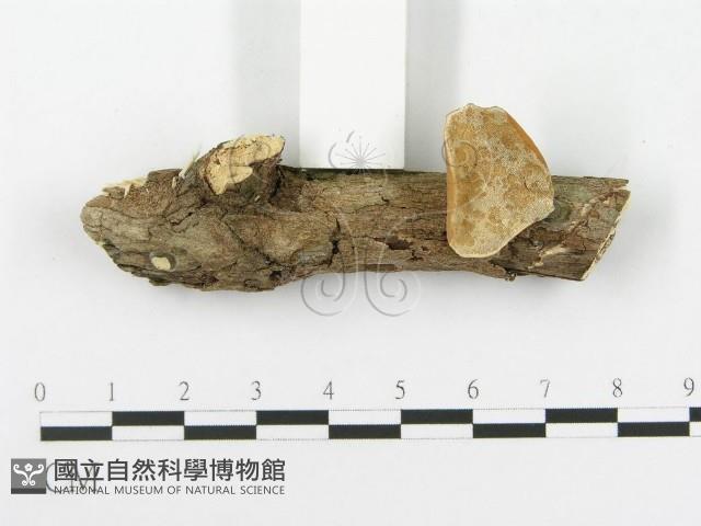 多孔菌屬藏品圖，第3張