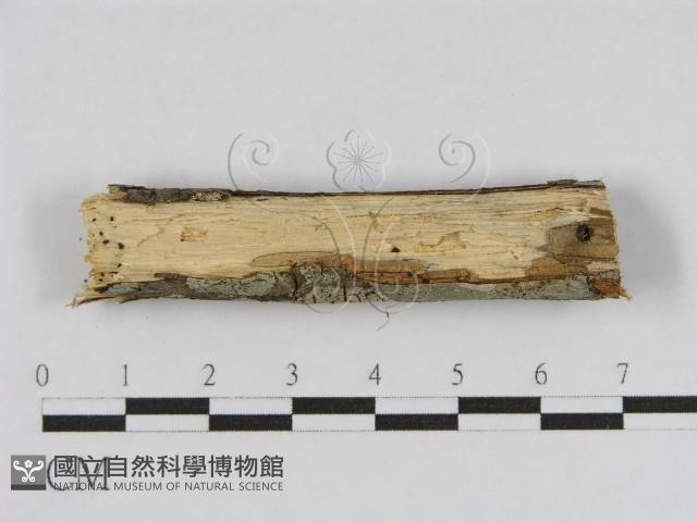 登錄號:F0010460藏品圖，第3張