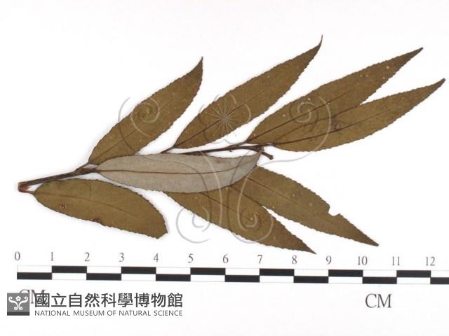 登錄號:F0026460藏品圖，第1張