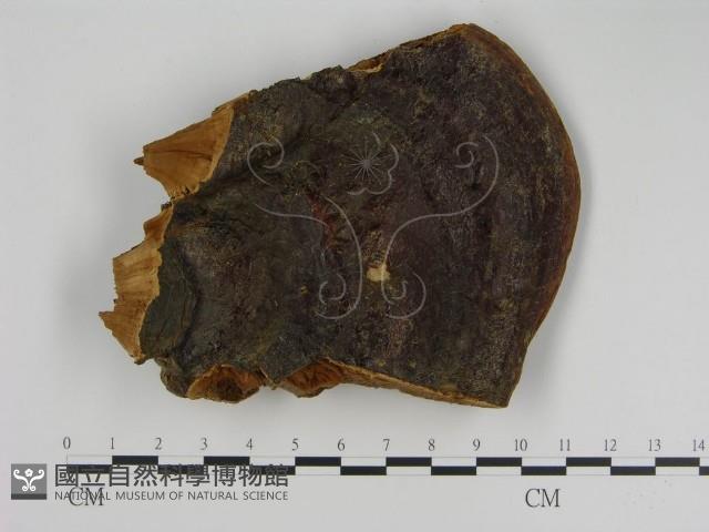 登錄號:F0016460藏品圖，第1張