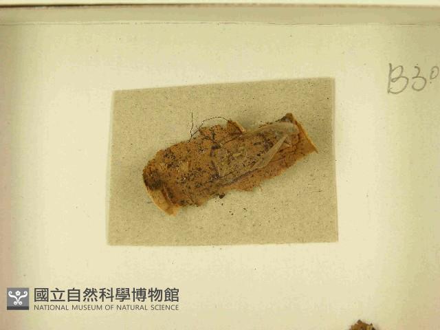 登錄號:F0021460藏品圖，第3張