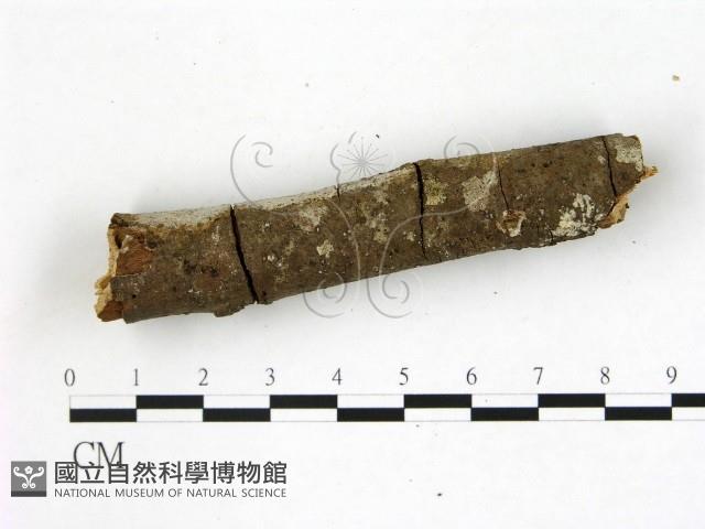 刺皮菌屬藏品圖，第3張