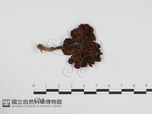 登錄號:F0024460藏品圖，第3張